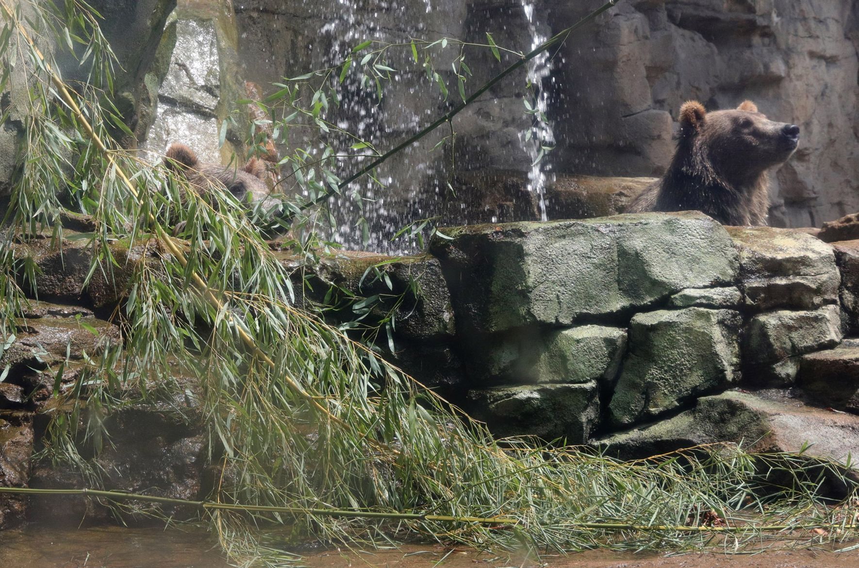 Browse for zoo animals